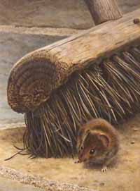 Bank Vole